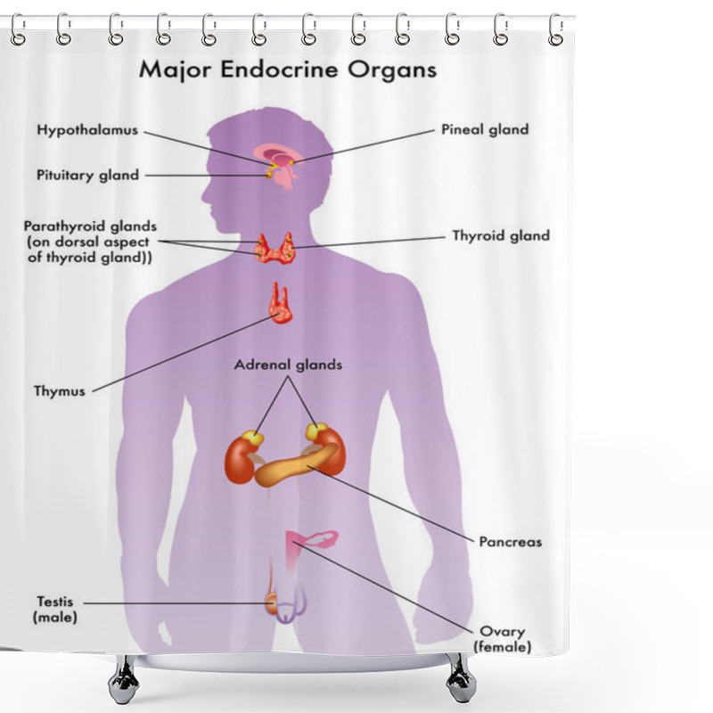 Personality  Human Endocrine System Shower Curtains