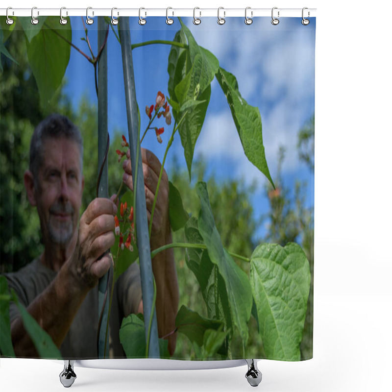 Personality  Runner Bean Plants Growing Up Canes In A Vegetable Garden. Gardener Ties Up The Trailing New Shoots, Growth, Protecting The Vines And Red Flower Crops.  Shower Curtains