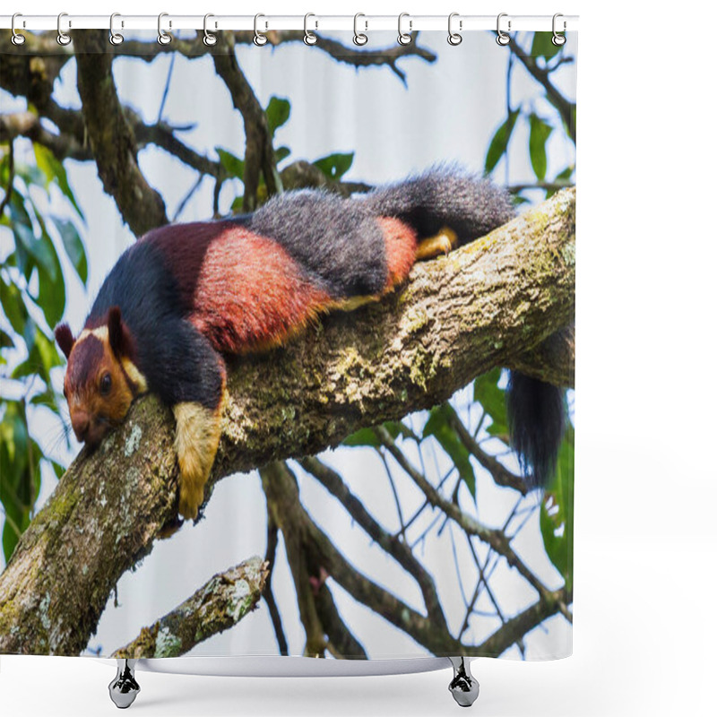 Personality  Malabar Giant Squirrel Or Ratufa Indica In A Forest In Periyar, Kerala In India Shower Curtains