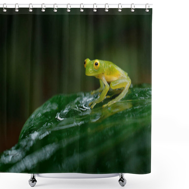 Personality  Fleschmanns Glass Frog In Nature Habitat, Animal With Big Yellow Eyes, In Forest River. Frog From Costa Rica, Wide Angle Lens. Shower Curtains