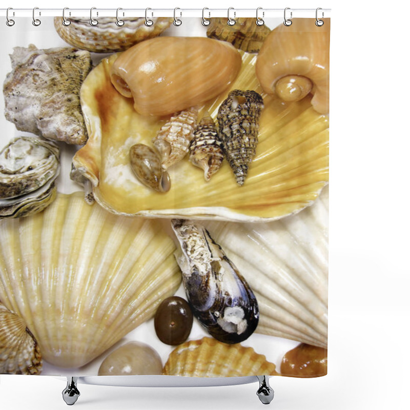 Personality  Several Sea Shells On White Shower Curtains