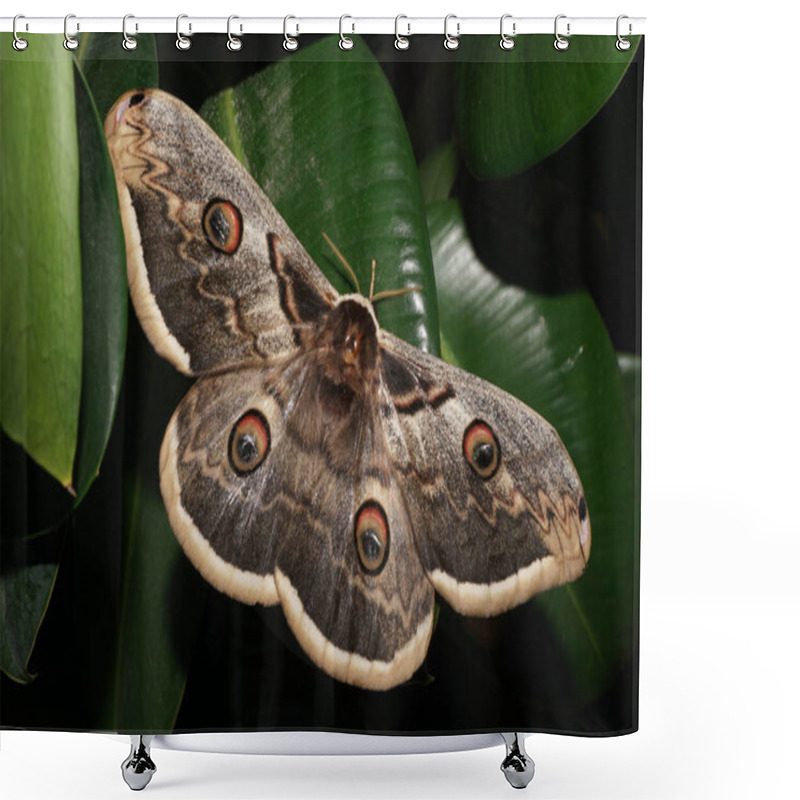 Personality  Night Peacock Butterfly Saturnia Pyri With Spread Wings And Feathery Yellow Antennae Sits On A Green Leaf In The North Caucasus                                Shower Curtains