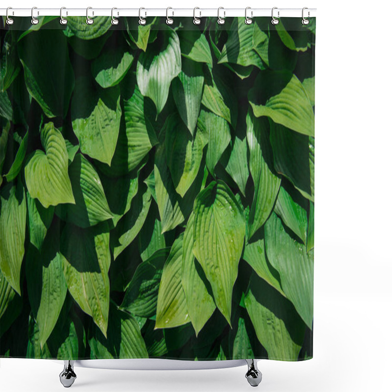 Personality  Green Leaves Background With Sunlight And Shadow Shower Curtains