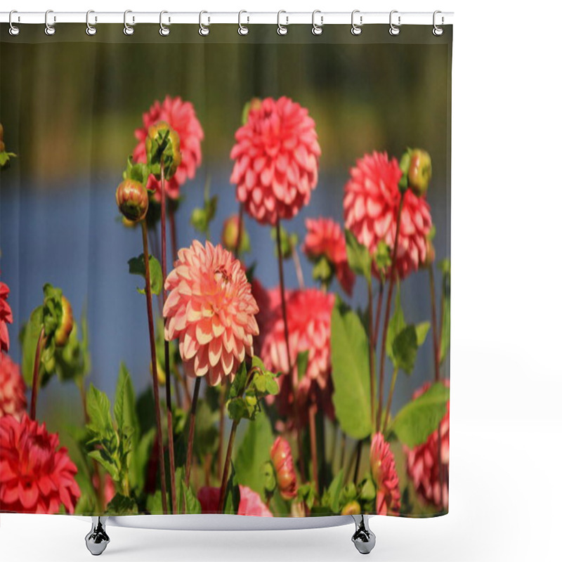 Personality  Red Asters Blooming In The Garden On A Sunny Summer Day Shower Curtains