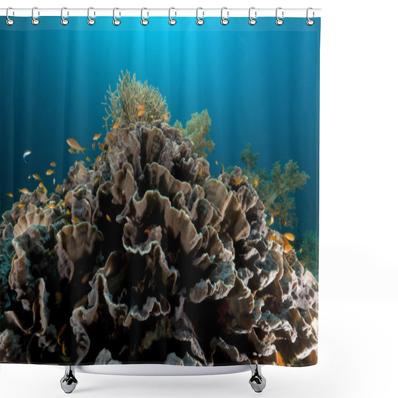 Personality  Elephant Ear Coral (mycedium Elephantotus) In The Red Sea. Shower Curtains