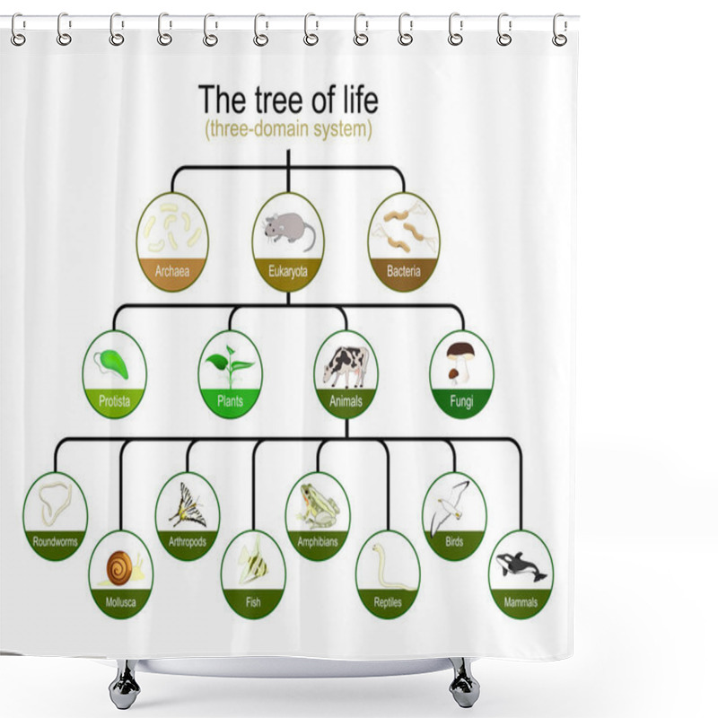 Personality  Taxonomy. Classification Of Tree Of Life. Three-domain System. Phylogenetic And Symbiogenetic Tree Of Living Organisms. Origins Of Archaea, Eukaryotes And Prokaryotes. Vector Infographics For Education Shower Curtains