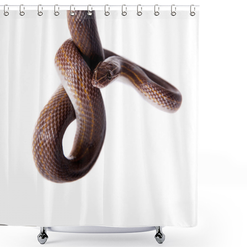 Personality  Striped House Snake On White Background Shower Curtains