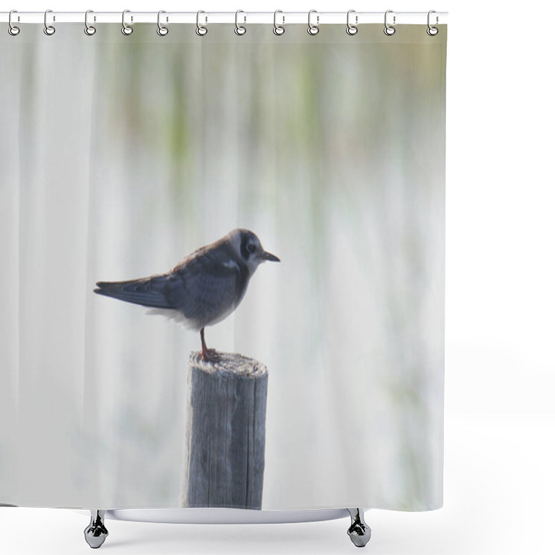 Personality  Black Tern (immature) (childonias Niger) Shower Curtains