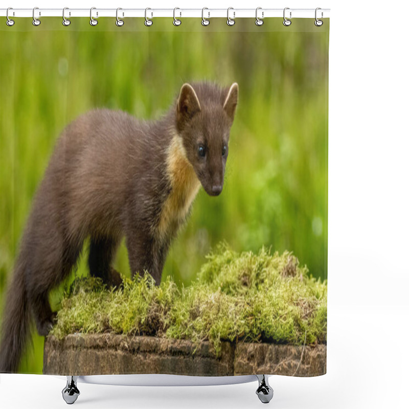 Personality  Young Pine Marten Kitt Exploring The Woodland Shower Curtains