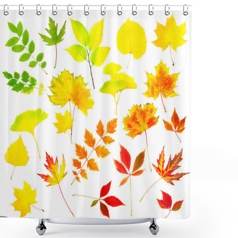 Personality  Collection Of Beautiful Colourful Autumn Leaves Shower Curtains