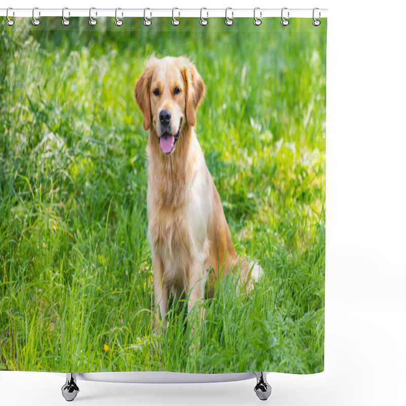 Personality  Portrait From Beautiful Golden Retriever On Summer Day Surround Green Grass Shower Curtains