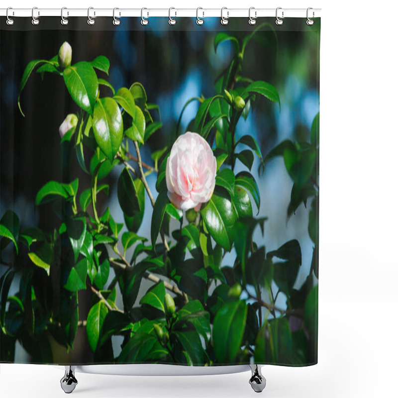 Personality  Pink Camelia Flowers On A Spring Time Shower Curtains