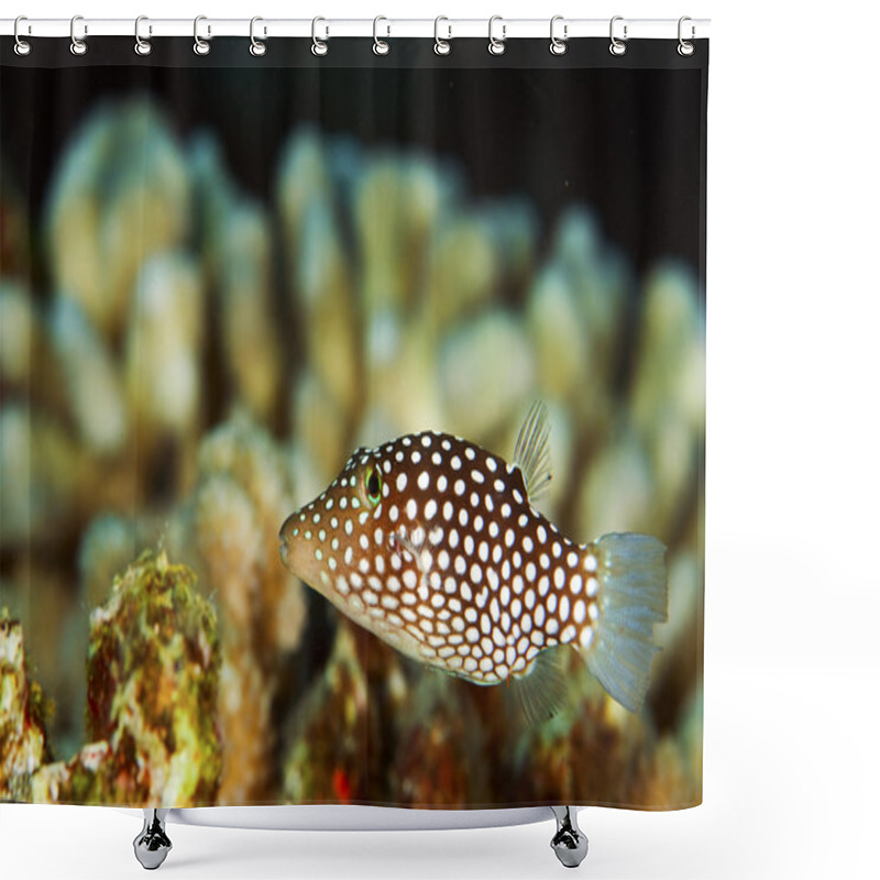 Personality  White Spotted Puffer Fish Shower Curtains