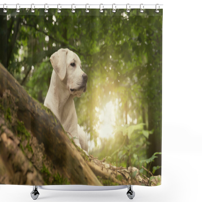 Personality  Labrader Dog Puppy In The Forest On Summer Sunrise Walk Shower Curtains