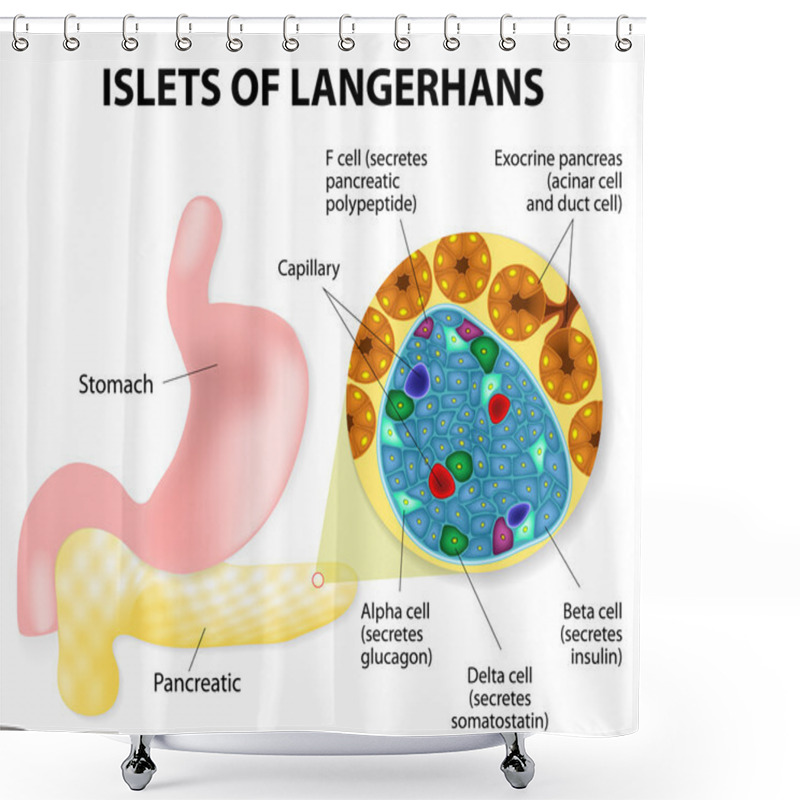 Personality  Islets Of Langerhans Shower Curtains