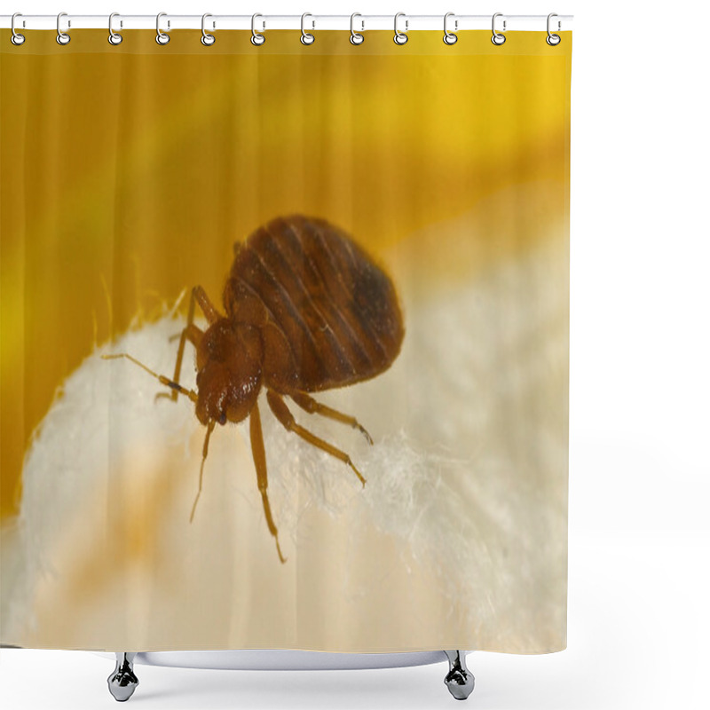 Personality  Bed Bug Shower Curtains