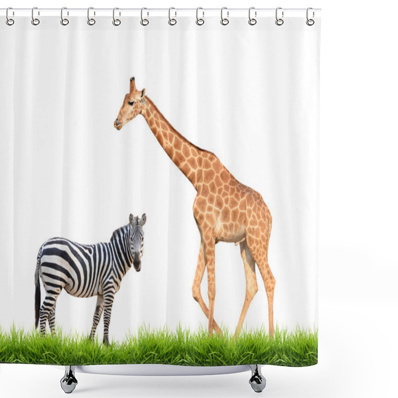 Personality  Zebra Giraffe With Green Grass Isolated Shower Curtains