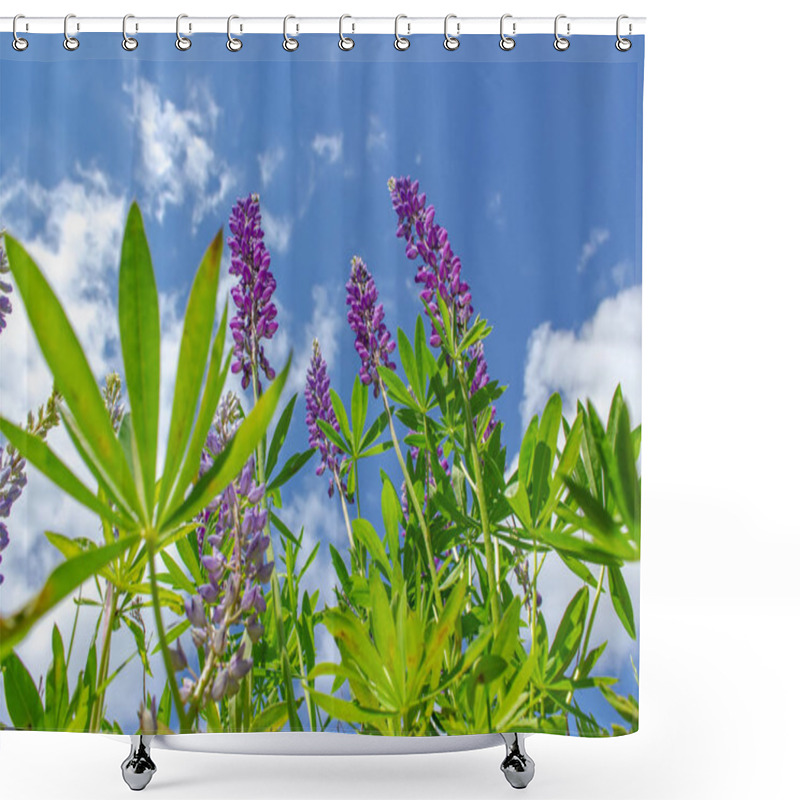 Personality  Lupinus In Sunny Day Against A Blue Sky. Summer Meadow In Bloom. Shower Curtains