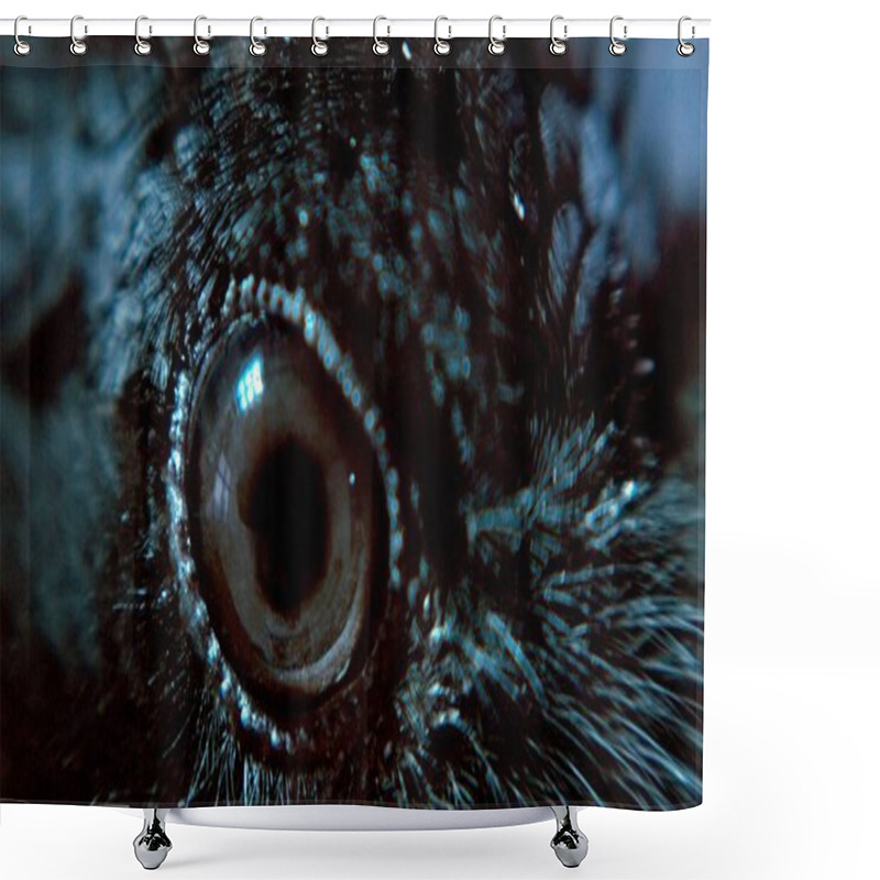 Personality  Closeup View Of Black Raven Eye Shower Curtains