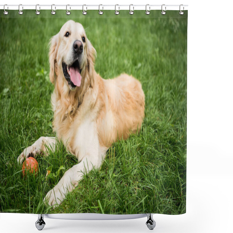 Personality  Adorable Golden Retriever Dog Lying On Green Lawn In Park Shower Curtains