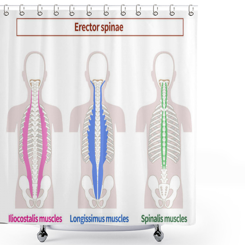 Personality  Illustration Of The Anatomy Of The Erector Spinae Muscle Shower Curtains