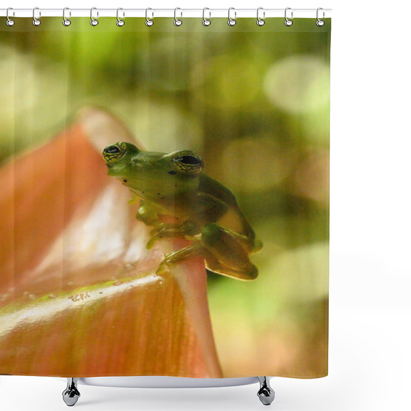 Personality  Ghost Glass Frog. Found In Costa Rica Panama South America. Shower Curtains