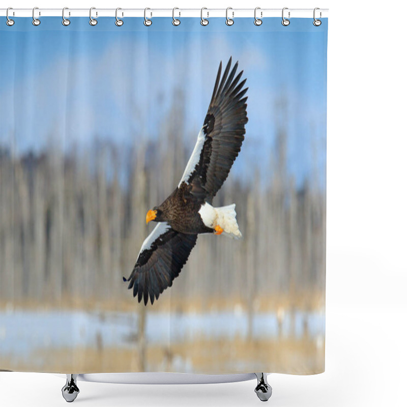 Personality  Steller's Sea Eagle, Haliaeetus Pelagicus, Flying Bird Of Prey, With Forest In Background, Hokkaido, Japan. Eagle With Nature Mountain Habitat. Shower Curtains