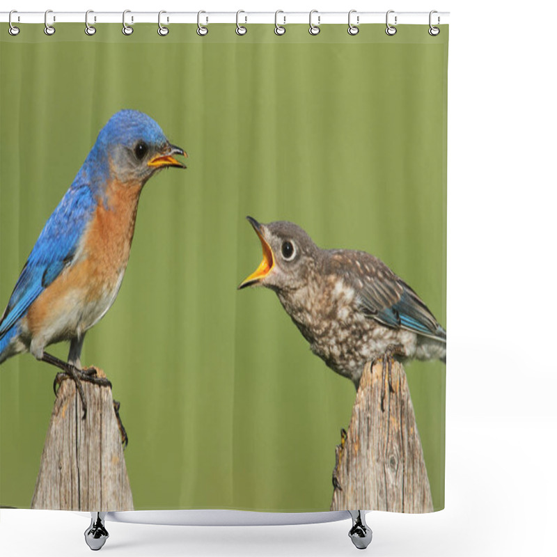 Personality  Eastern Bluebird (Sialia Sialis) With A Baby On A Fence Shower Curtains