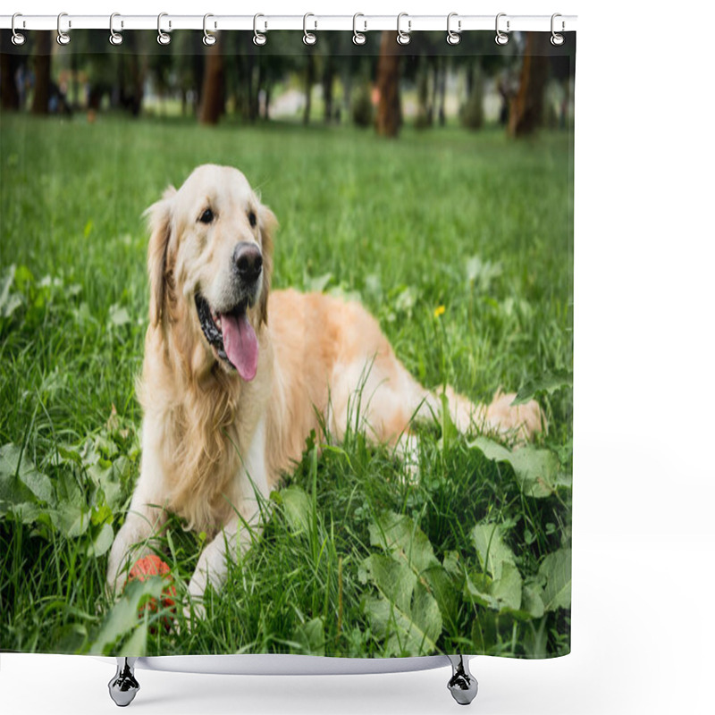 Personality  Funny Golden Retriever Dog Resting On Green Lawn Shower Curtains