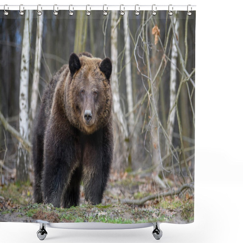 Personality  Close Wild Big Brown Bear Portrait In Forest. Danger Animal In Nature Habitat. Big Mammal. Wildlife Scene Shower Curtains