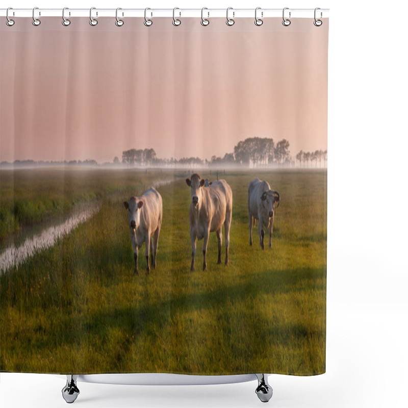 Personality  Dutch Cows On Sunrise In Fog Shower Curtains