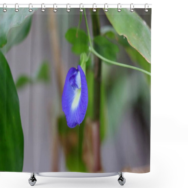 Personality  A Vibrant Blue Butterfly Pea Flower On Its Vine, With Fresh Green Leaves In The Background.Selective Focus Background Blur Clitoria Ternatea, Commonly Known As Asian Pigeonwings, Bluebellvine, Blue Pea, Butterfly Pea, Cordofan Pea Or Darwin Pea, Shower Curtains