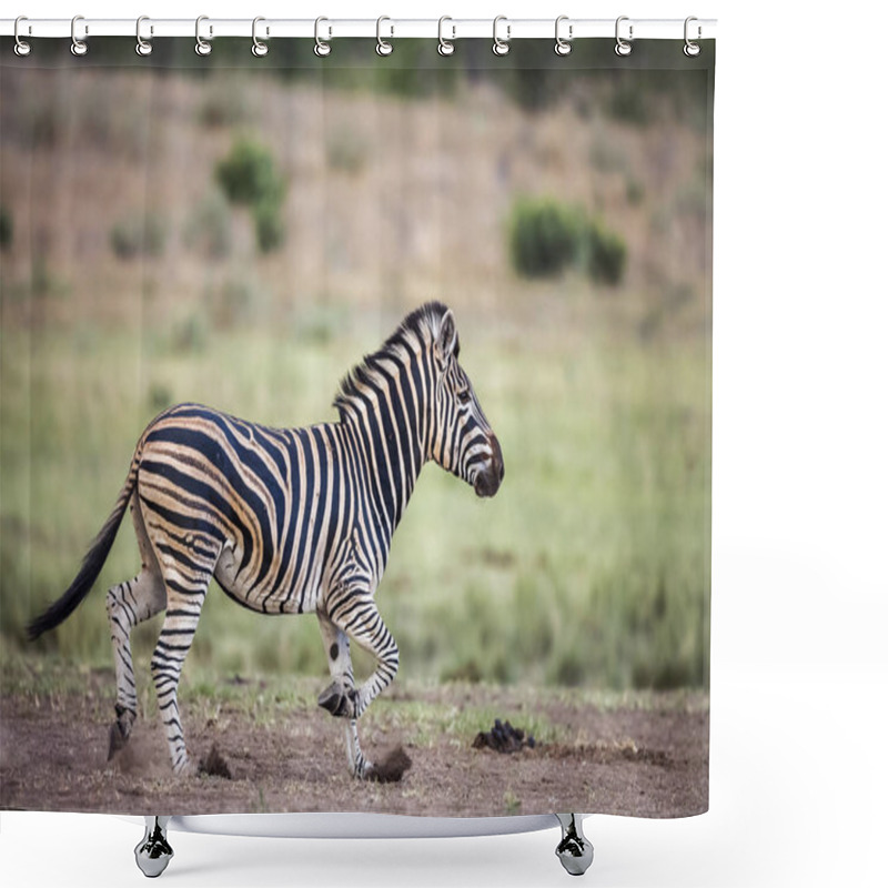 Personality  Plains Zebra Running In Kruger National Park, South Africa ; Specie Equus Quagga Burchellii Family Of Equidae Shower Curtains