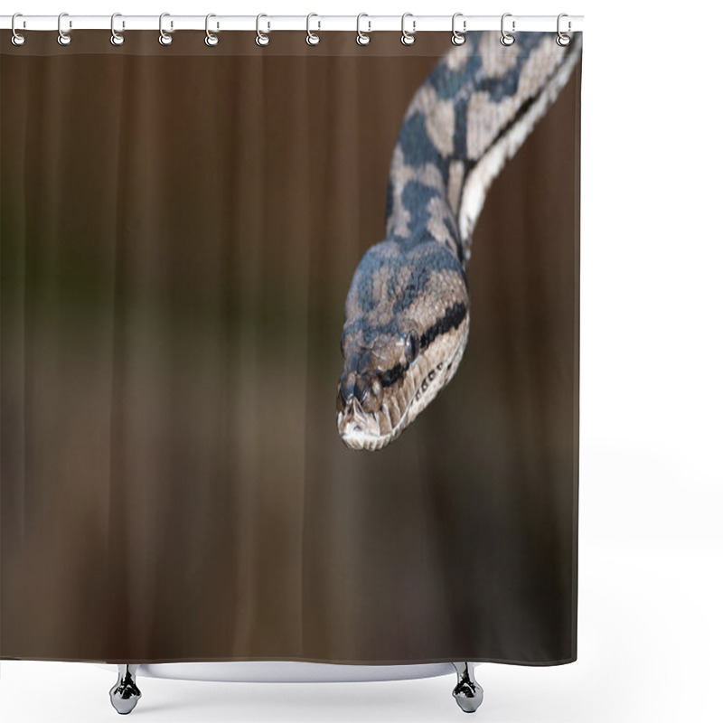 Personality  Python Snake Portrait Coming To You Shower Curtains