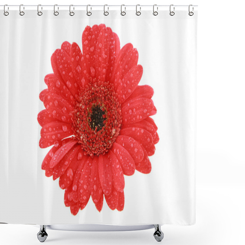 Personality  Red Gerbera With Waterdrops Shower Curtains