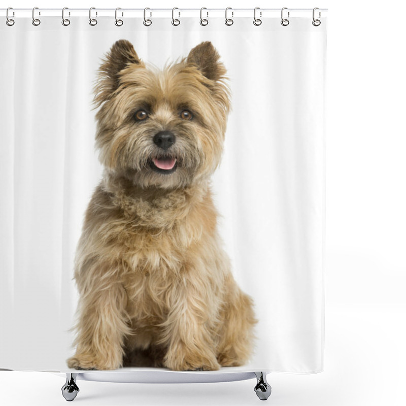 Personality  Cairn Terrier Sitting In Front Of A White Background Shower Curtains