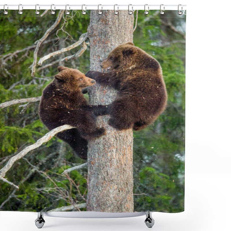 Personality  Bear-cubs Have Climbed On Pine Tree Shower Curtains