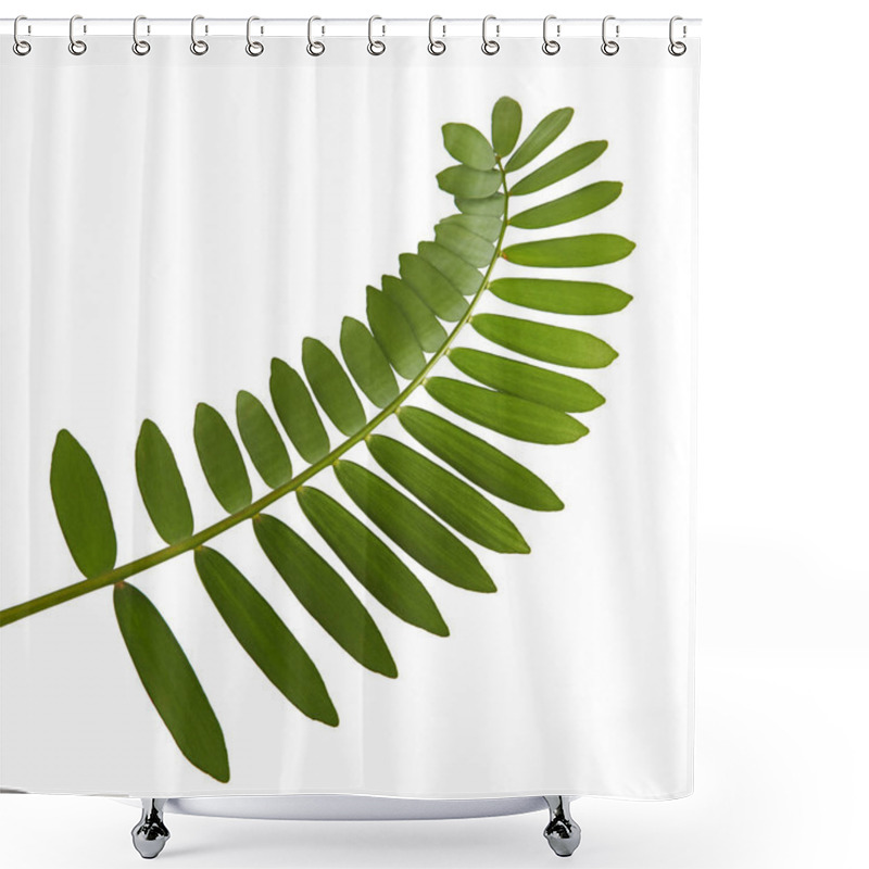 Personality  Cardboard Palm Or Zamia Furfuracea Or Mexican Cycad Leaf  Isolated On White Background, With Clipping Path Shower Curtains