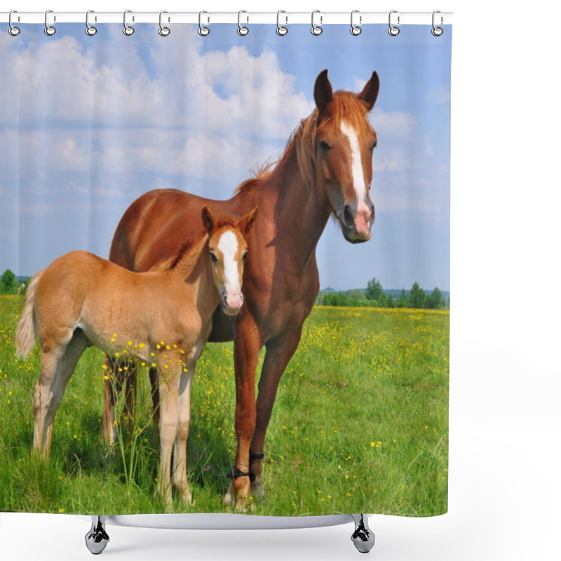 Personality  Foal With A Mare On A Summer Pasture Shower Curtains