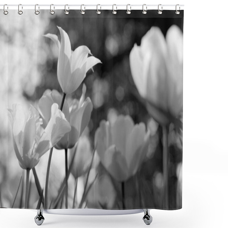 Personality  Spring Tulips In The Park, Black And White Shower Curtains