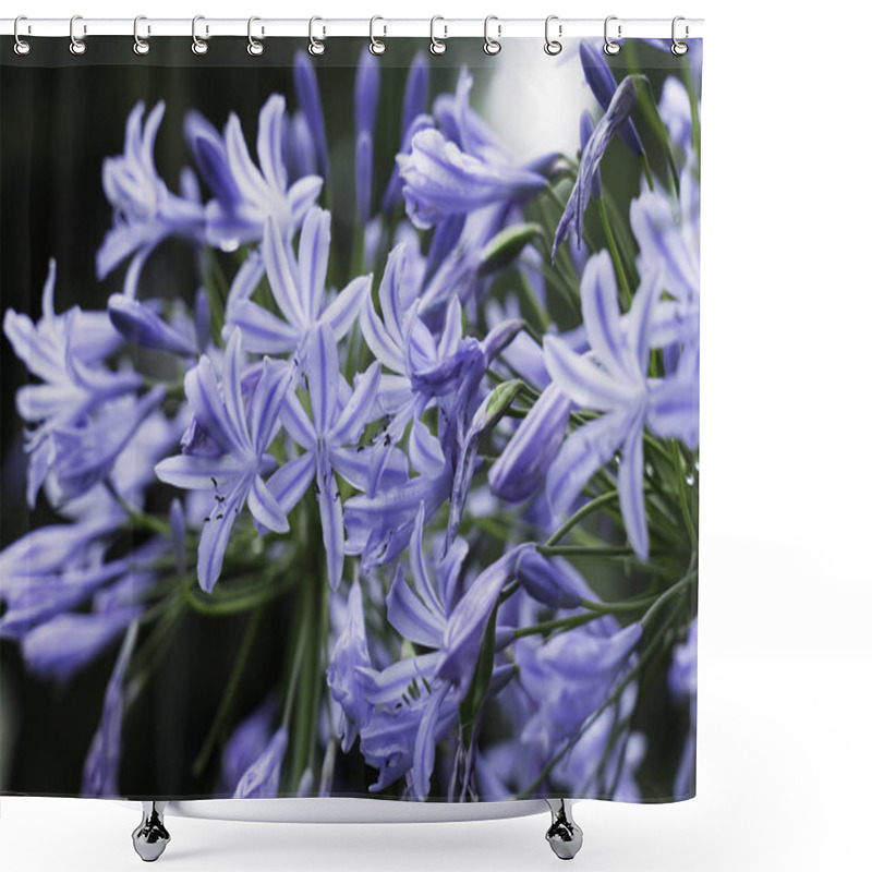 Personality  Beautiful Natural Background Blue Flowers Agapanthus Umbrella Close Up Shower Curtains