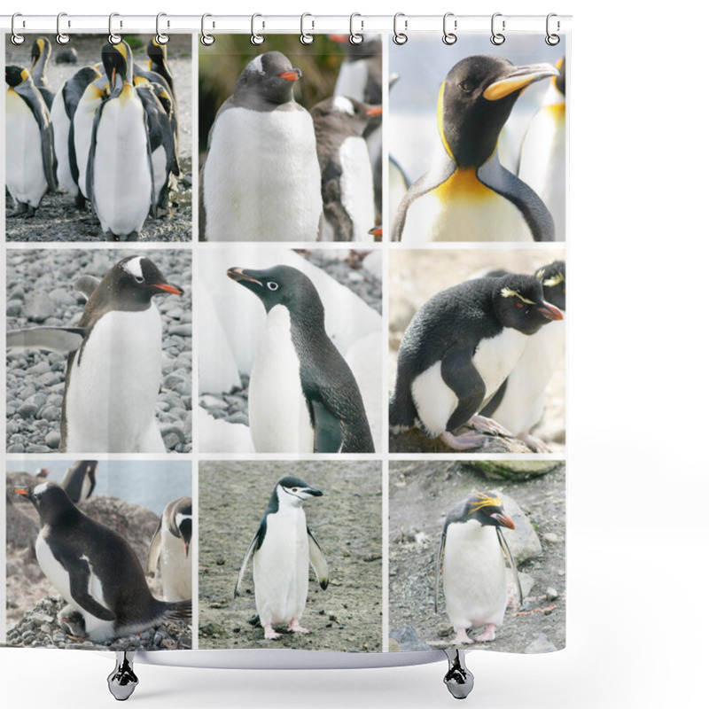 Personality  Collage With Different Penguin Species Shower Curtains