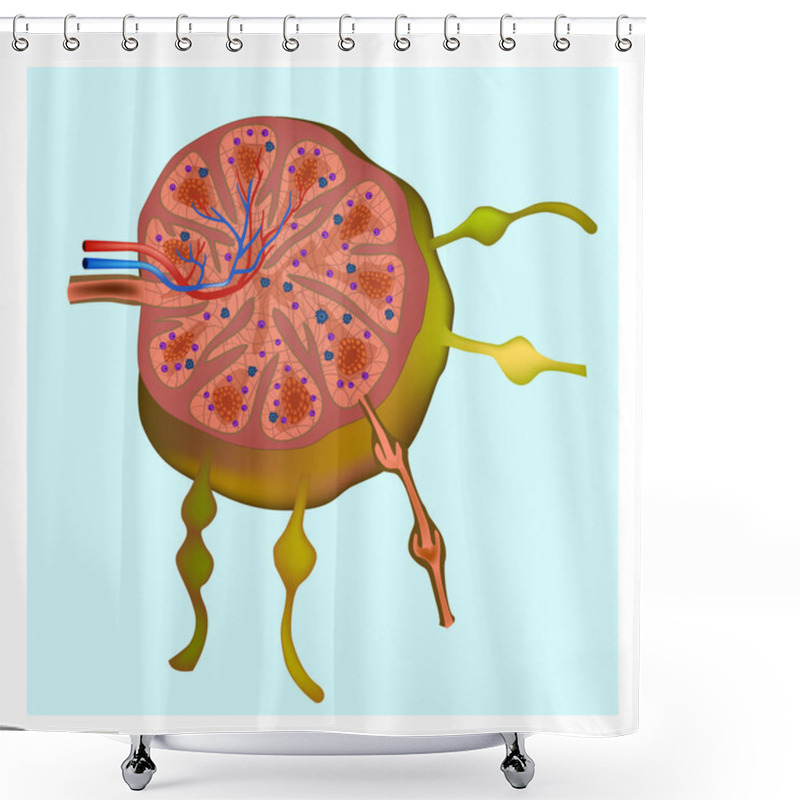 Personality  Diagram Of A Lymph Node. Vector Illustration Shower Curtains