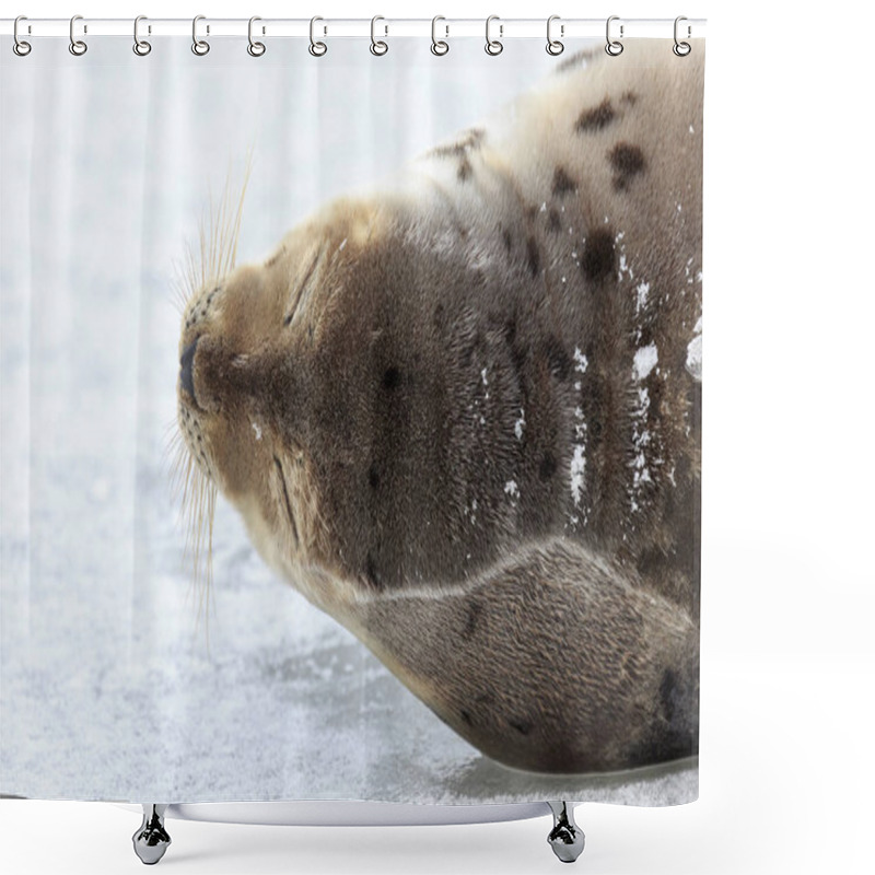 Personality  Young Harp Seal On The Ice. Shower Curtains