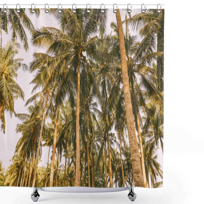 Personality  Coconut Palms In Tropical Island  Shower Curtains