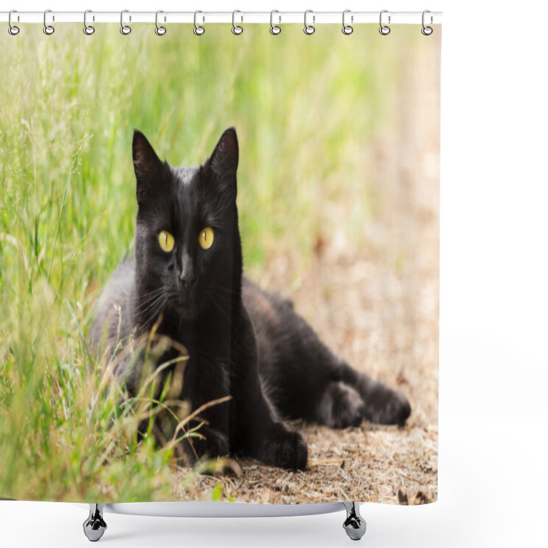 Personality  Beautiful Bombay Black Cat Portrait With Yellow Eyes And Attentive Smart Look Lie Outdoors In Green Grass In Nature Shower Curtains