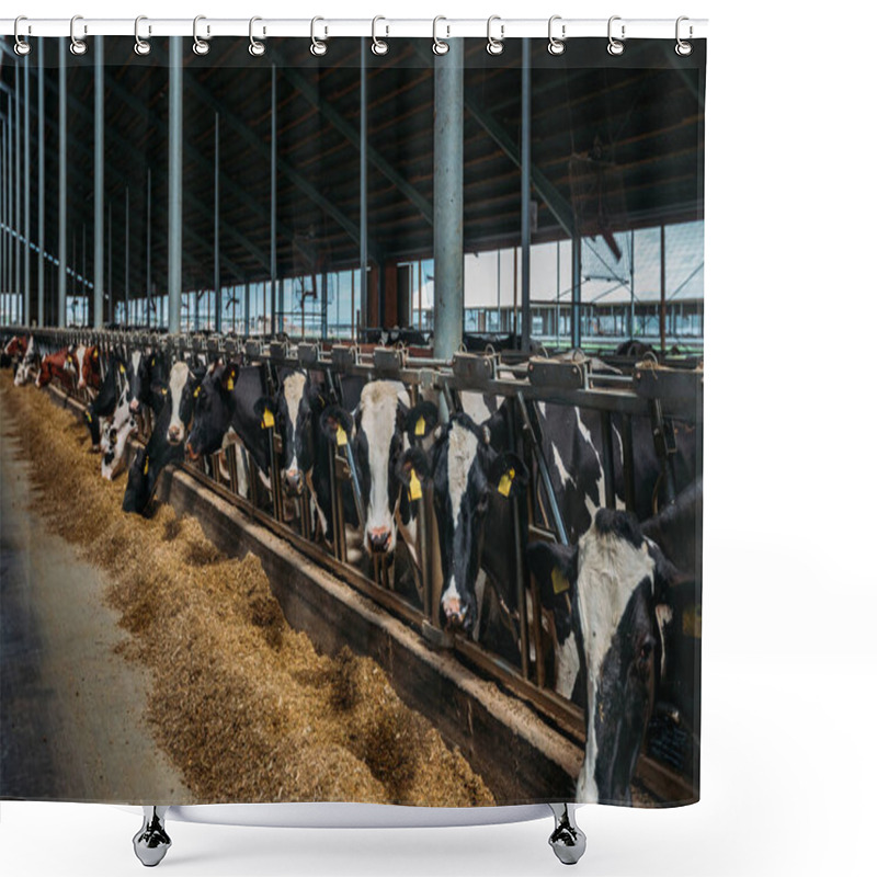 Personality  Holstein Frisian Diary Cows In Free Livestock Stall. Shower Curtains