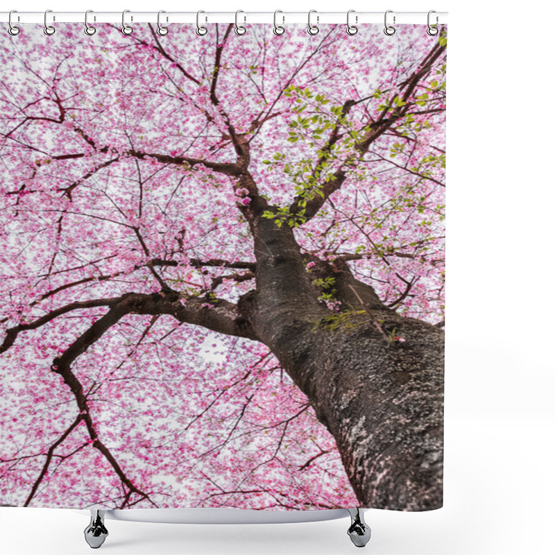 Personality  Cherry Blossom Tree Shower Curtains