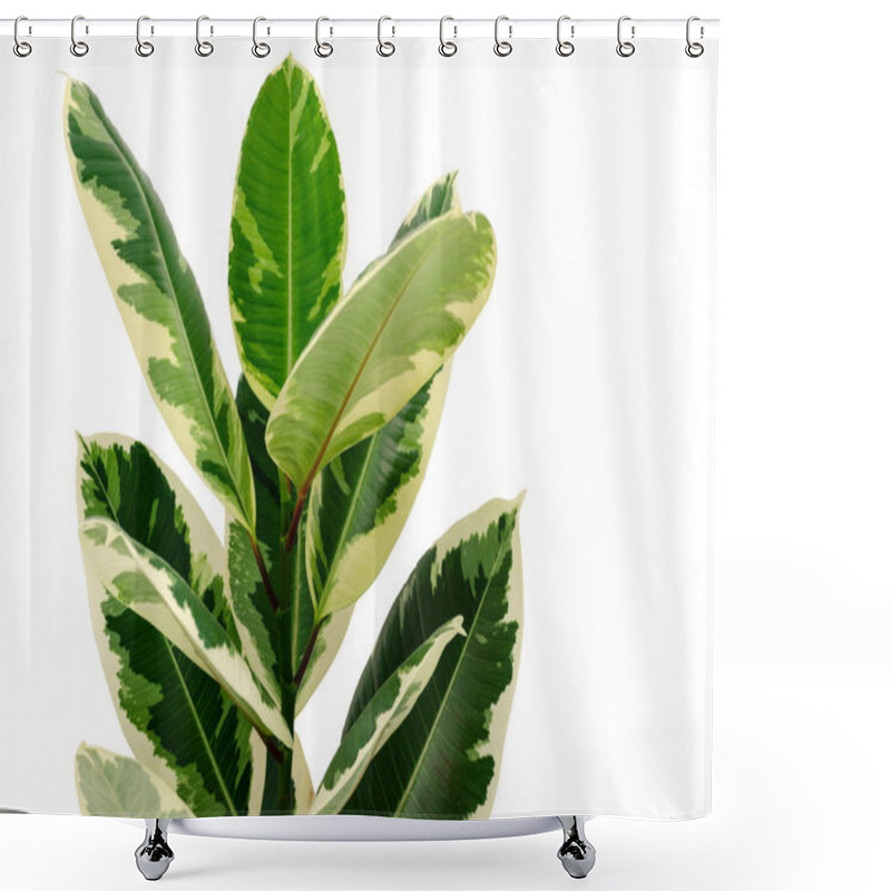 Personality  Variegated Ficus  Variegata Isolated On White Background.  Shower Curtains