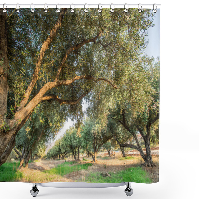 Personality  Olive Trees Garden. Shower Curtains